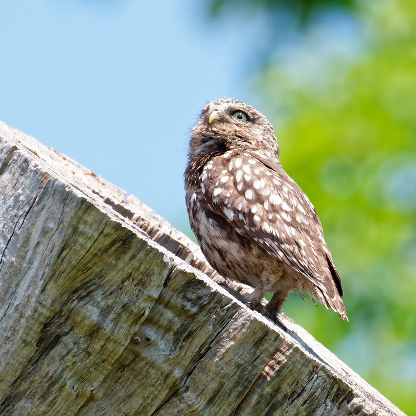 P1244378_good_DxO_DPXD-tpai-1-4-1-denoise-sharpen_smnosh1080