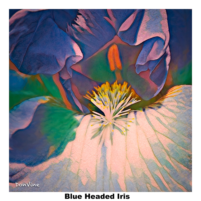 Blue%20Hooded%20Iris_(wichita%20-%20Kansas)_%20030525_131654_7-XTIQ