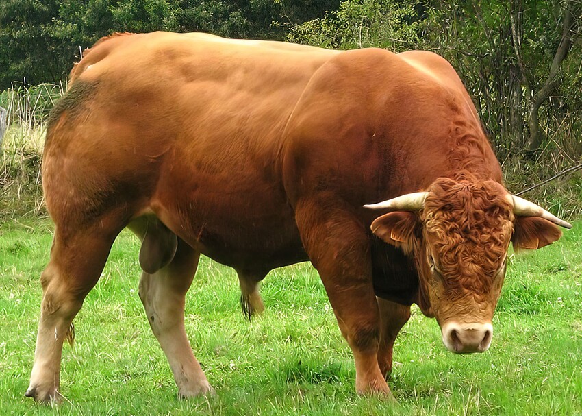 Bull gigapixel very compressed 4x