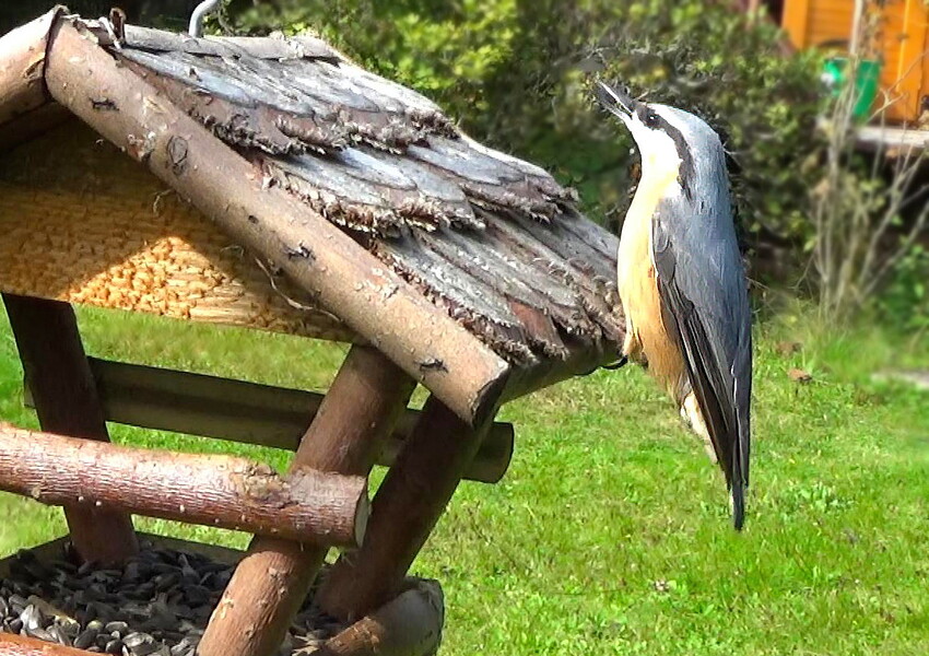Nuthatch