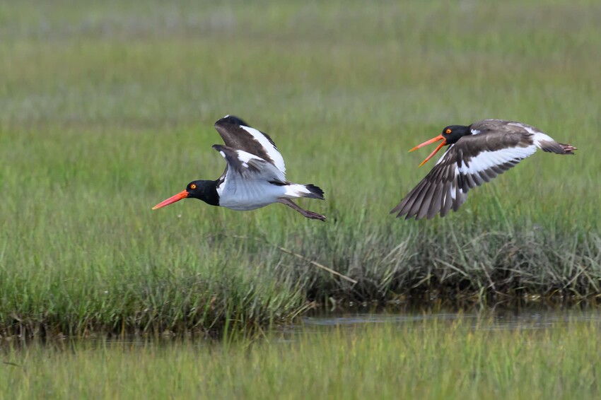 2023 07 03 Salt Marsh Safari 0072 Original NEF