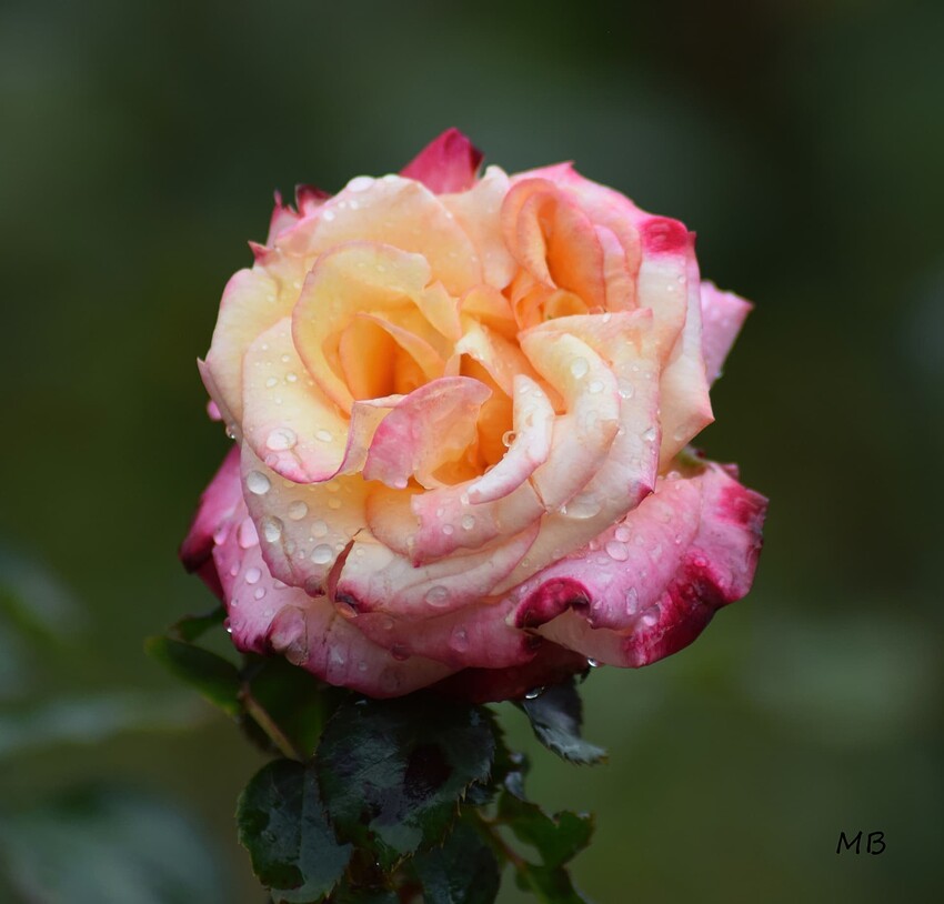 rose