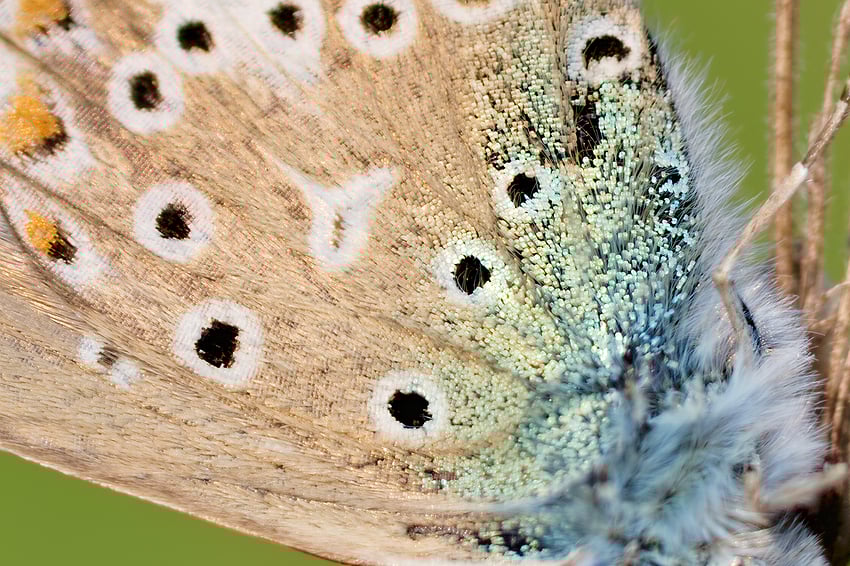 _56A8237_DP3-Tyr-Wonder 2