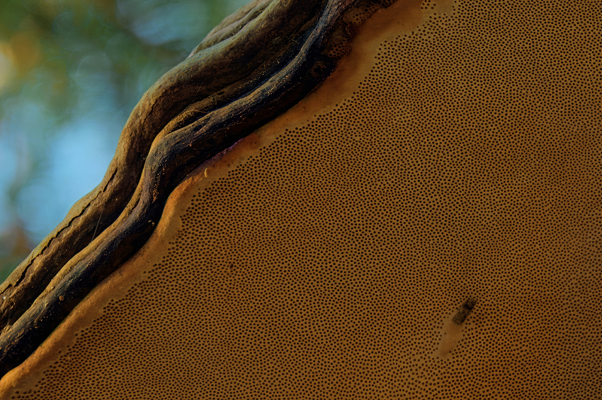 _56A2254-DP3_54
