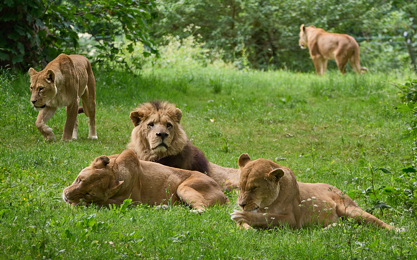 250529_G9ii_1018999-focus