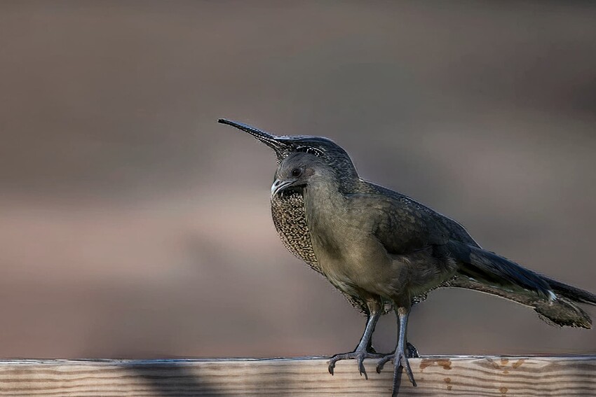 848A6828-topaz-remove--denoiseraw-sharpen