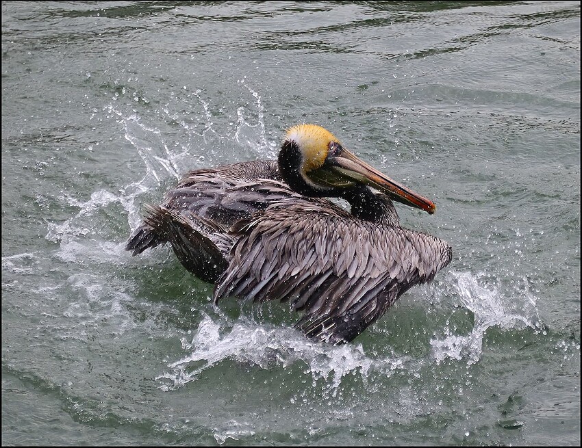 Bathing-Pelican