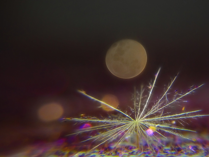 a%20dandelion%20glitter%20moon%20tomraddehaze-Edit