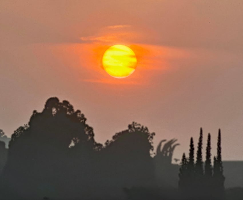 sunsetcrop_bloom_max_6x