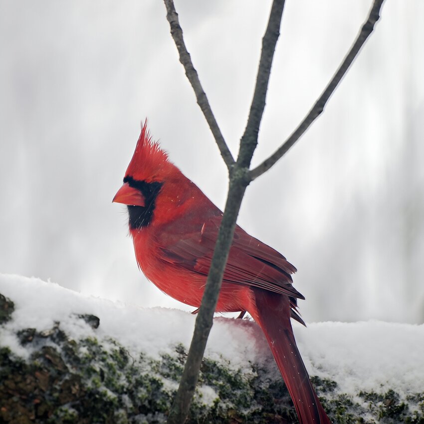 PC263202sm-topaz-sharpen-wonder