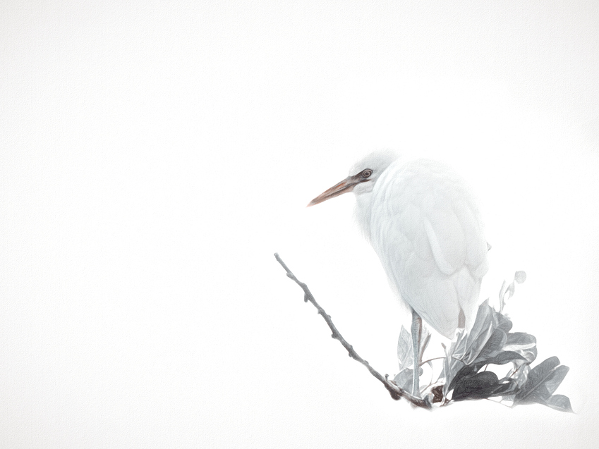 a%20small%20egret%20on%20white%20softpaint%20goldenlut