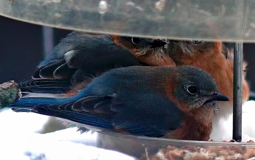 PC239075sm-topaz-denoise-enhance-sharpen