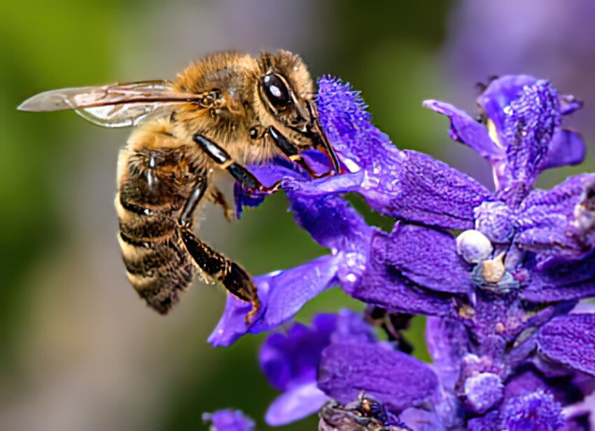 bee-flower-insect-blossom-thumbX
