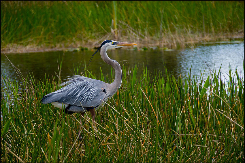Marsh-Heron