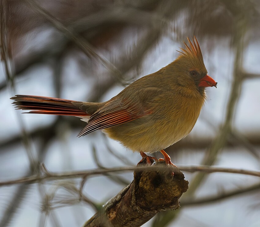 _DSC7416-topaz-redefine1-2x