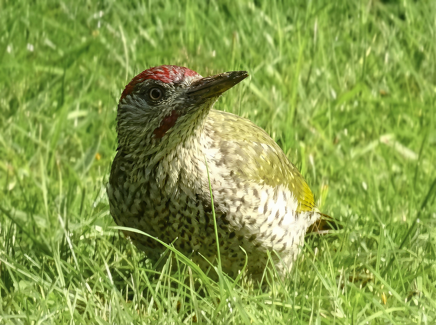 Green Woodpecker 3 printscreen