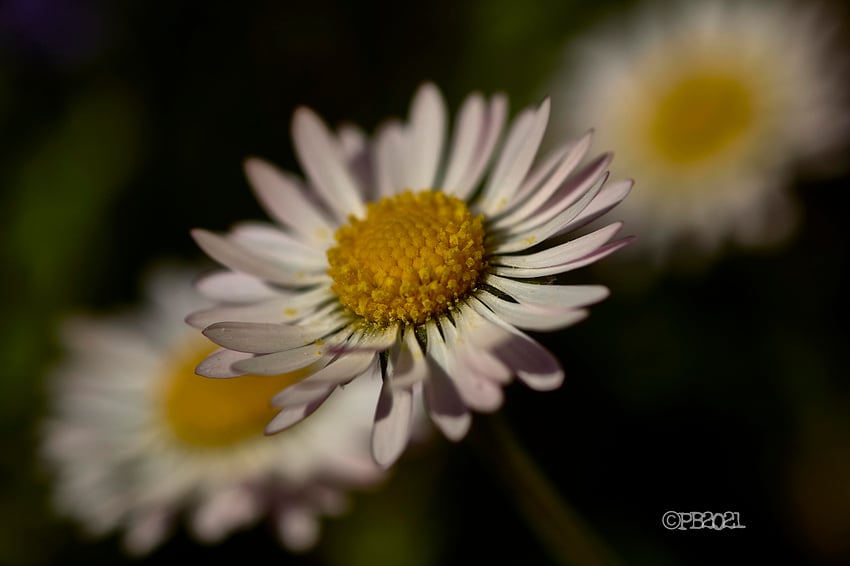 G%C3%A4nsebl%C3%BCmchen_sig_sm