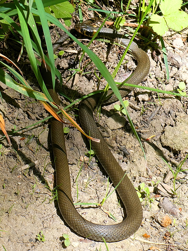Grass snake