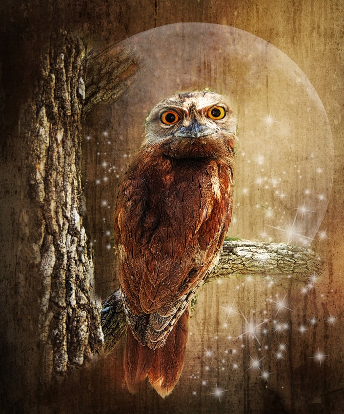 tawn%20with%20moon%20and%20stars%20big%20eyes