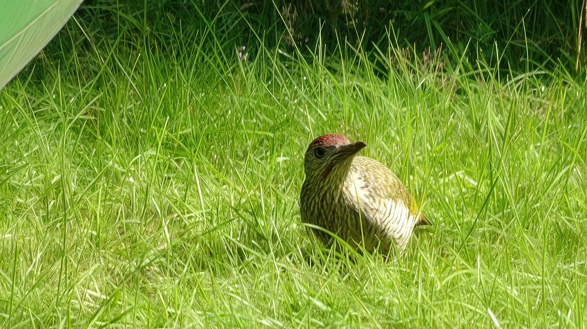 DSC00042-topaz-focus-subject-gigapixel-topaz-upscale-2x