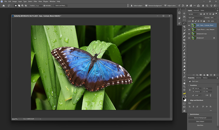 Fotomaker_Butterfly-AFTER_PsACR-TonalPlay