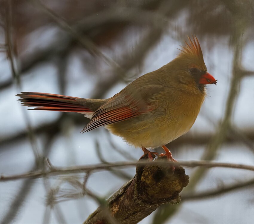 _DSC7416-topaz-recover-2x