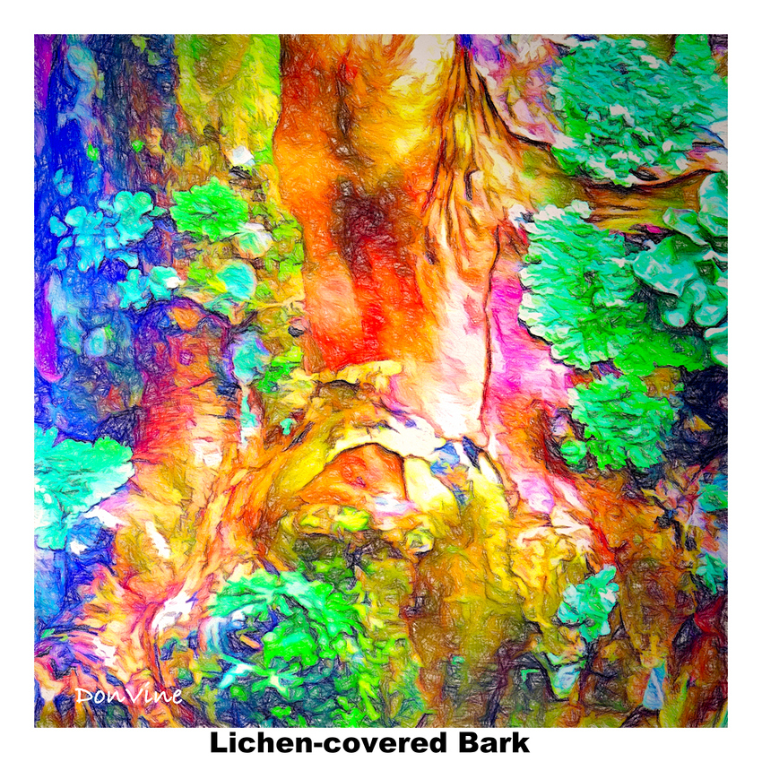 Lichen-covered%20Bark_(Mary%20Esther%20-%20Florida)_091224_145340_14368-XTIQ