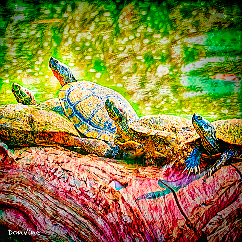 170902_115101_4180-XSIQ_(Turtle%20Worship_Sedgwick%20County%20-%20Kansas)_170902_115101_4180-XSIQ