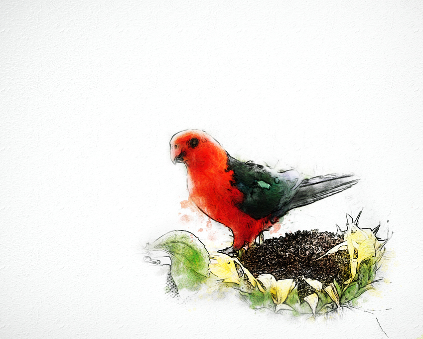 a%20parrot%20on%20deck%20%20sk%20and%20WC%20imp%20emboss