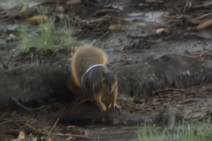 Auto_MG_5123-topazPhotoAI200-enhance-4x-exposure-denoiseraw-sharpen-color