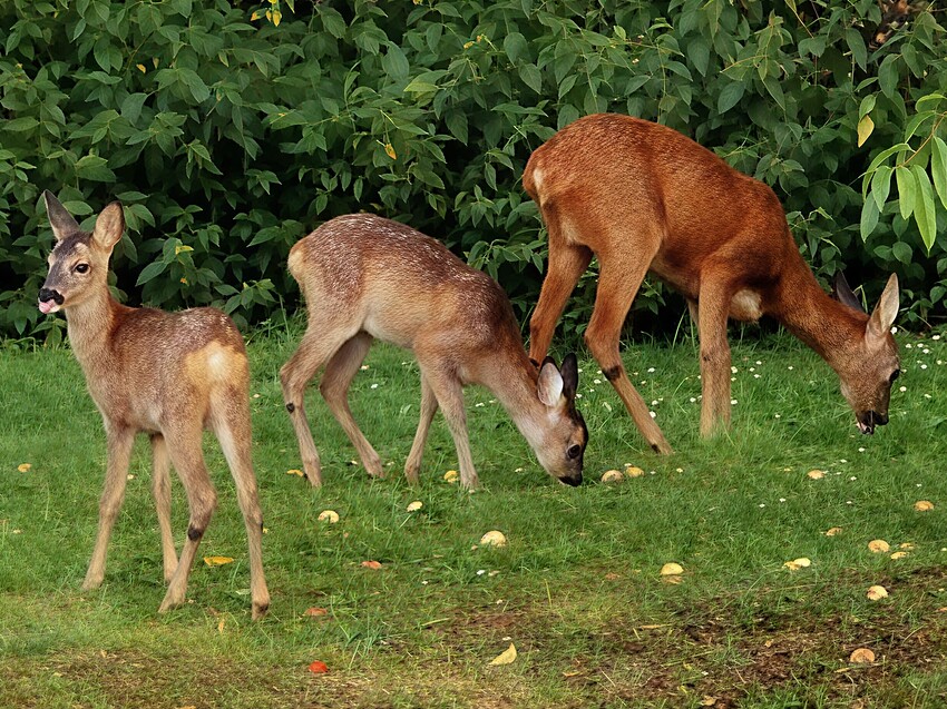 ComfyUI_temp_hdeij_00005_