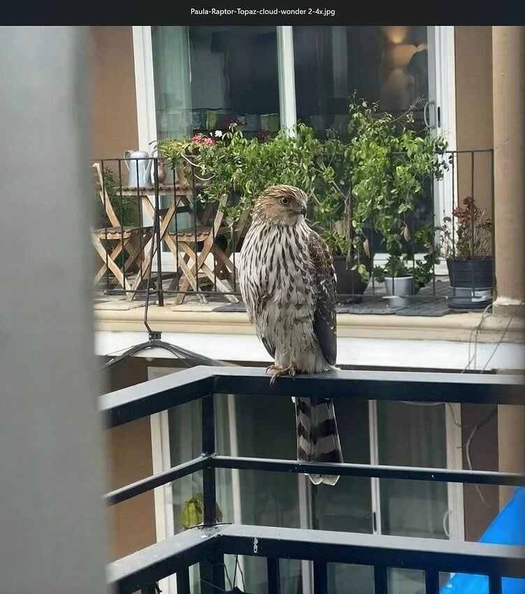 Fotomaker_PaulaRaptorPic-TopazWonder2-Cloud4x