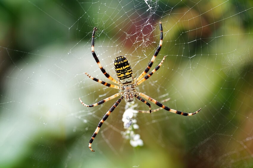 spider