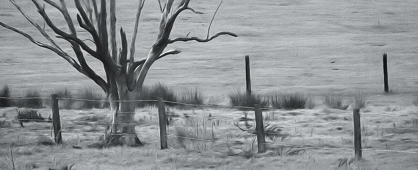 a%20tree%20and%20fences%20bw%20cut