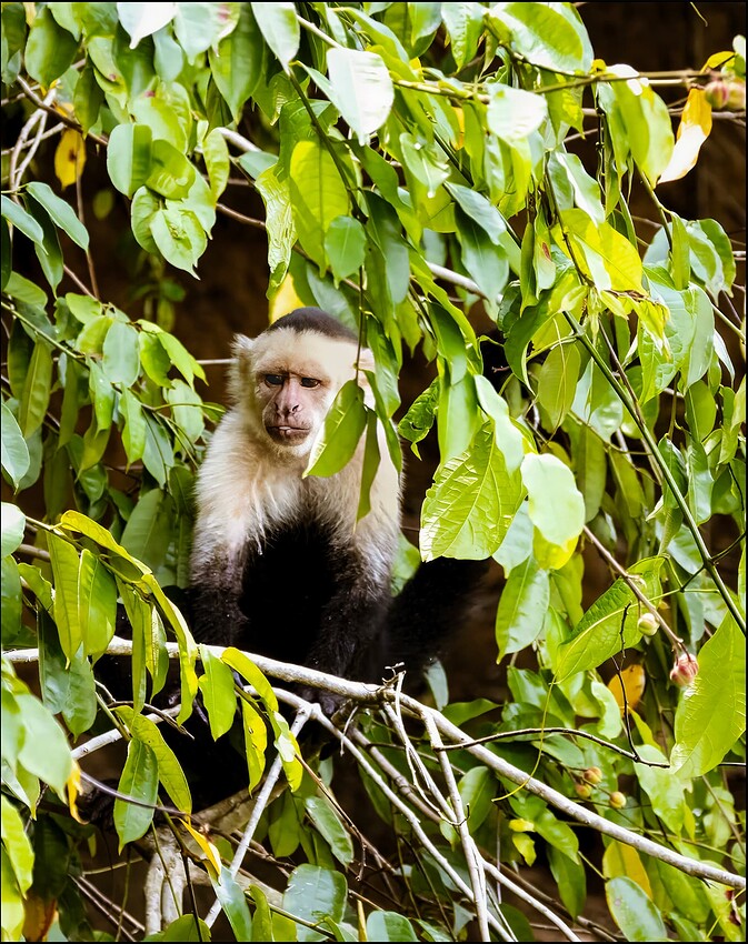White Face Monkey