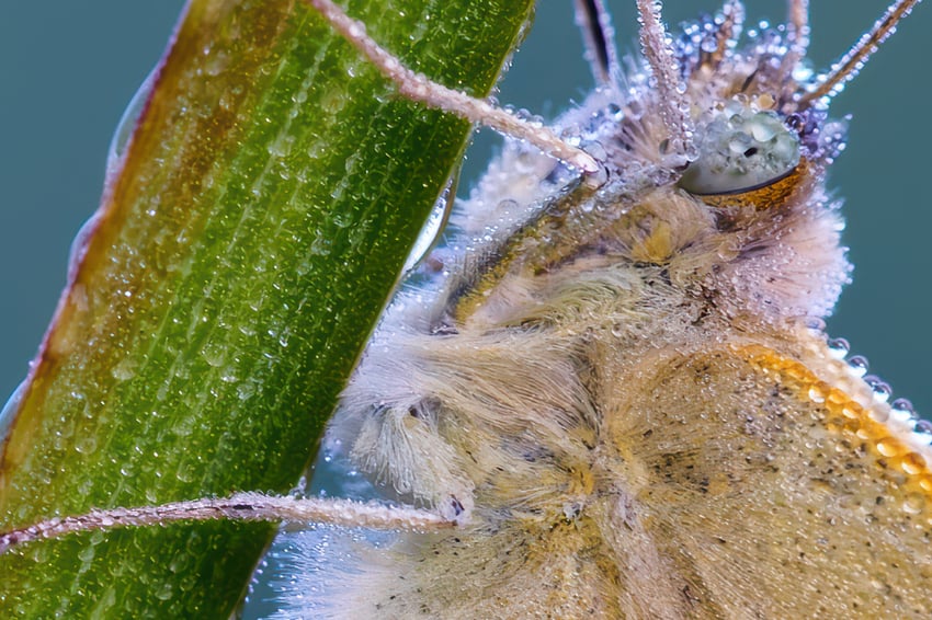 _56A6406_DP3-Tyr-high fidelity v2