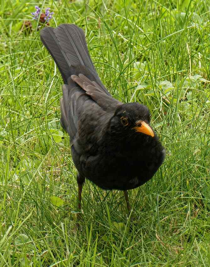 Blackbird_Flux2.Klein