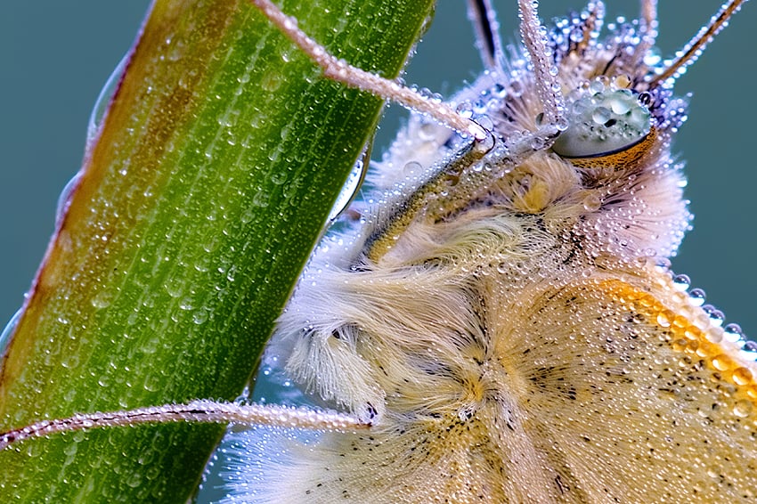 _56A6406_DP3-Wonder 2 Beta