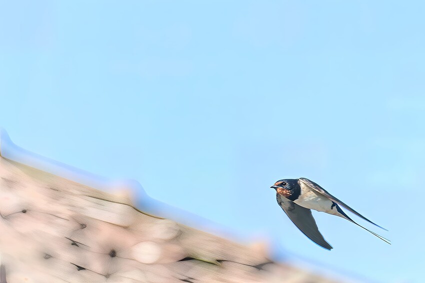 D6707141_4AF2-topaz-focus-sharpen-upscale-2x_Sharp