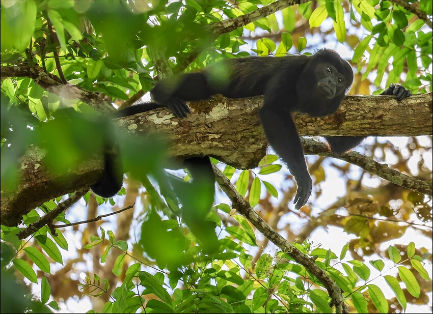 Napping Howler Monkey