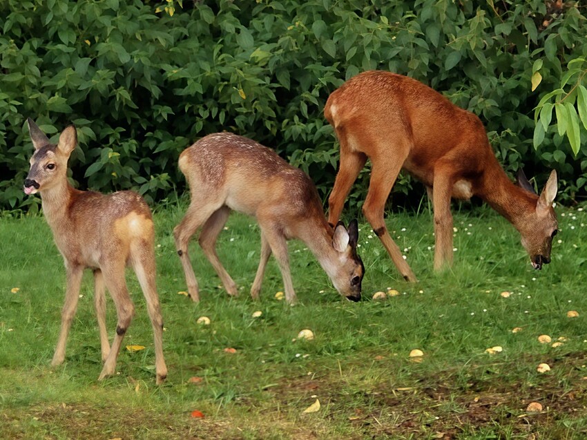 ComfyUI_temp_hdeij_00002_