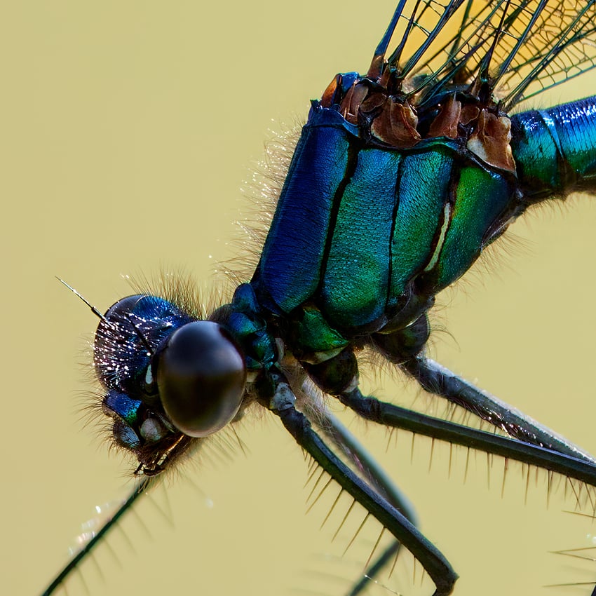 _F9I2361-Tyr-high fidelity v2-11648w