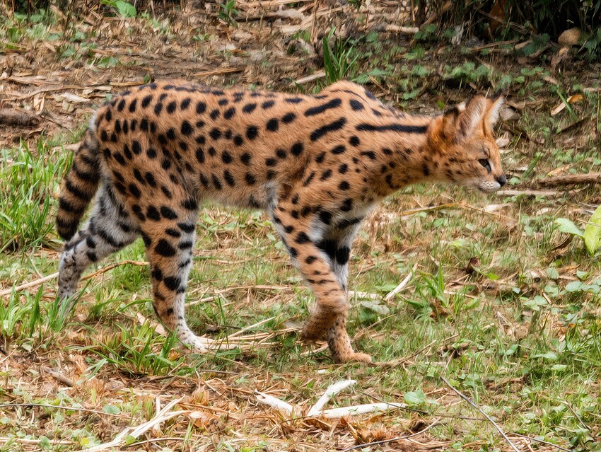 20250806110443-realisticVisionV60B1_v51HyperVAE_dpmppsd-1798091527-gigapixel-high fidelity v1-2x