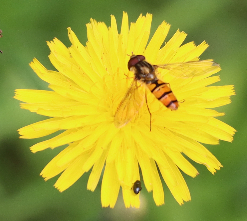 1-Hoverfly_Original_Crop_IMG_2397