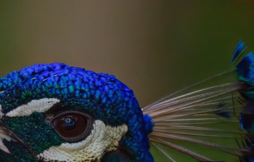 2619a79e75c57012e5ae845a4b6afeb8ec3d4166_2_850x543-topaz