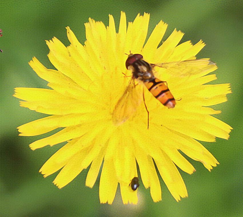 2-Hoverfly_IMG_2397_crop-gigapixel-recover v3-4x