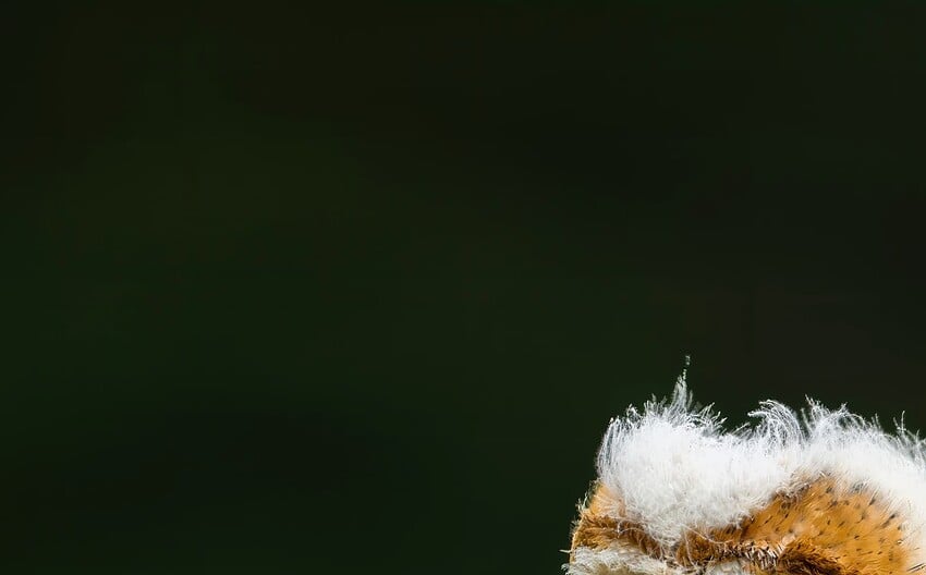 Screenshot 2024-06-14 at 9.53.07 AM