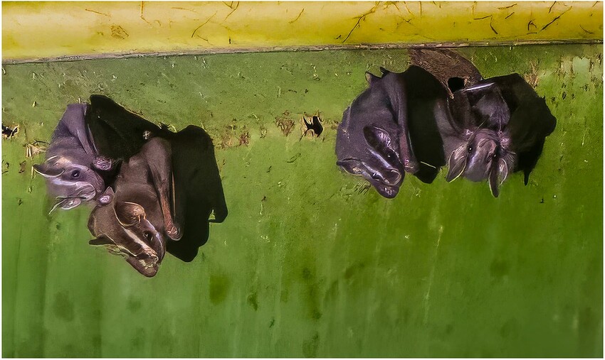 Fruit Bats