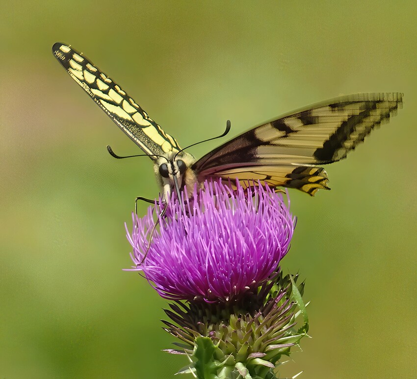 DSC04919_Swallowtail-2