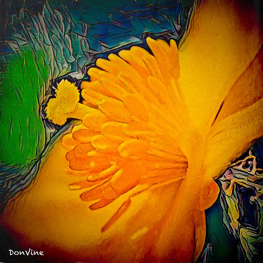 Wood%20Poppy_(Wichita%20-%20Kansas)_040417_112001_37991-XSIQ-Edit-2-Edit